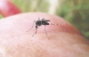 Επανεμφανίστηκε το κουνούπι της ελονοσίας