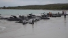 Γέμισε μαυροδέλφινα ακτή στην Αυστραλία