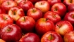 Διαβούλευση για το «Μήλο Αγιάς»