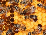 Δύο νέα προγράμματα για μελισσοκόμους
