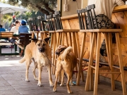 Τελ Αβίβ: Η πιο φιλική (για σκύλους) πόλη του κόσμου