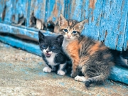Οι αδέσποτες γάτες και  η κακομεταχείρισή τους (από αρμόδιους και μη)