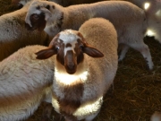 Καλαρρύτικο πρόβατο: Ό,τι καλύτερο σε γάλα και κρέας