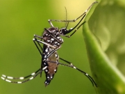 Τα κουνούπια «προτιμούν» τα Βαλκάνια