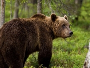 Νεκρή αρκούδα σε τροχαίο στη Φλώρινα