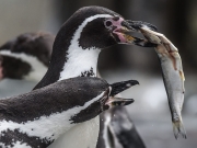 Οι πεινασμένοι πιγκουίνοι έμπνευση για ασφαλέστερα συστήματα στα «έξυπνα» αυτοκίνητα