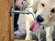 Αφήστε λίγο νερό για τα ζώα