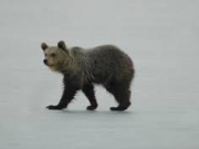 Νέα βόλτα της αρκούδας  στην παγωμένη λίμνη