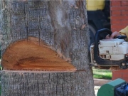 Μάστιγα οι αυθαίρετες κοπές δέντρων και  η αποξήρανσή τους  με δηλητήρια
