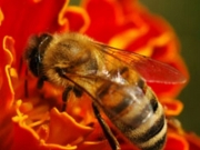 Ενημέρωση για τη μελισσοκομία