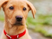 Δηλητηρίασαν εκατοντάδες αδέσποτα σκυλιά