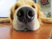 Η μύτη των σκύλων μπορεί να «βρίσκει» τον κορονοϊό