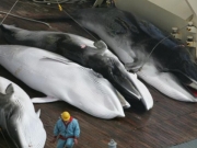 Σφαγή φαλαινών από τον ιαπωνικό φαλαινοθηρικό στόλο