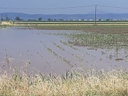 Πλημμύρισαν  καλλιέργειες λόγω  έντονης βροχόπτωσης