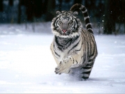 Η κεντρική Ασία έτοιμη να υποδεχθεί τίγρεις