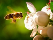 Συστάσεις στους παραγωγούς για προστασία των μελισσών