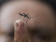 Oδηγούν τα κουνούπια  στην αυτοκτονία