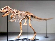 Σκελετός δεινοσαύρου πουλήθηκε σε δημοπρασία