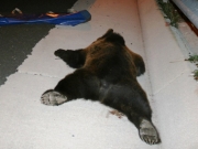 Νέο τροχαίο με θύμα αρκούδα στην Καστοριά