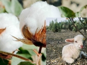 ΔΑΟΚ:Εντοπίστηκε ρόδινο σκουλήκι, όχι όμως πράσινο στα βαμβάκια