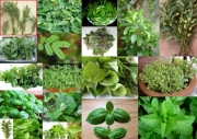 Τον Ιούνιο η «Ένωση Αρωματικών Φυτών»