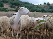 Σε 40.000 κτηνοτρόφους 30 εκατ. ευρώ  για τις απώλειες  του κλάδου το Πάσχα