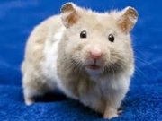 Ανέστρεψαν την οστεοπόρωση σε γερασμένα ποντίκια