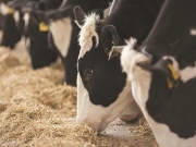 «Κτηνοτρόφοι τάιζαν τα ζώα τους με στεγαστικά- καταναλωτικά δάνεια…»