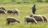 Τα 4 ευρώ «διχάζουν» τους κτηνοτρόφους