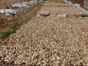 Η καλλιέργεια σκόρδου είναι το σήμα κατατεθέν του Πλατυκάμπου. Τα τελευταία χρόνια, όμως, ένα σημαντικό μέρος της γίνεται με παράνομο τρόπο…