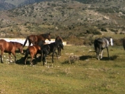 Από την περιοχή «Γκουνταμάνι» του Κάτω Ολύμπου τα «αδέσποτα» άλογα ψάχνοντας για τροφή κατεβαίνουν στον κάμπο και προκαλούν καταστροφές