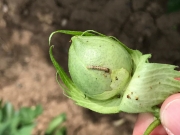 Αυξημένο το πράσινο σκουλήκι στα βαμβακοχώραφα του κάμπου