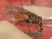 Θηλυκές μύγες γέννησαν χωρίς επαφή με αρσενική