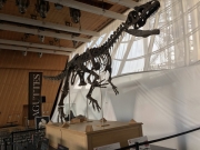 Γαλλία: Σκελετός δεινόσαυρου σε δημοπρασία