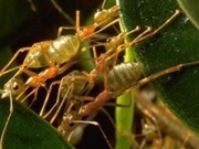 Τα μυρμήγκια προστατεύουν τα φυτά από ασθένειες