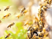Με εξαφάνιση  απειλούνται οι μέλισσες