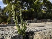 Πήλινη πλάκα με στίχους της Οδύσσειας στην Ολυμπία