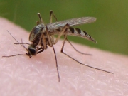 Απειλή από τα κουνούπια