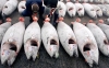 Έξι άδειες στη Θεσσαλία για αλιεία ερυθρού τόνου το 2014
