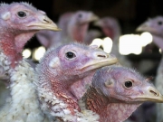 Κρούσματα της γρίπης των πτηνών σε γαλοπούλες