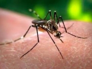 Το ΚΕΕΛΠΝΟ για την ελονοσία