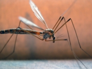 Πέντε τα κρούσματα ελονοσίας στην Κρήτη