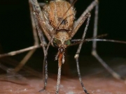 Στειρώνουν ασιατικά κουνούπια «τίγρης»