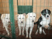 Αυξήθηκαν 40% οι υιοθεσίες σκυλιών στη Λάρισα
