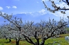 Οι κερασιές ανθίζουν στην Πιερία