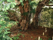 Το γηραιότερο δέντρο της Σκωτίας αλλάζει... φύλο