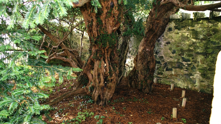 Το γηραιότερο δέντρο της Σκωτίας αλλάζει... φύλο