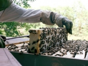 Υποχρέωση μελισσοκόμων  οι δηλώσεις διαχείμασης