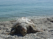 Νεκρή θαλάσσια χελώνα στον Αγιόκαμπο