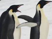 Με αφανισμό κινδυνεύουν οι «Αυτοκρατορικοί Πιγκουίνοι»